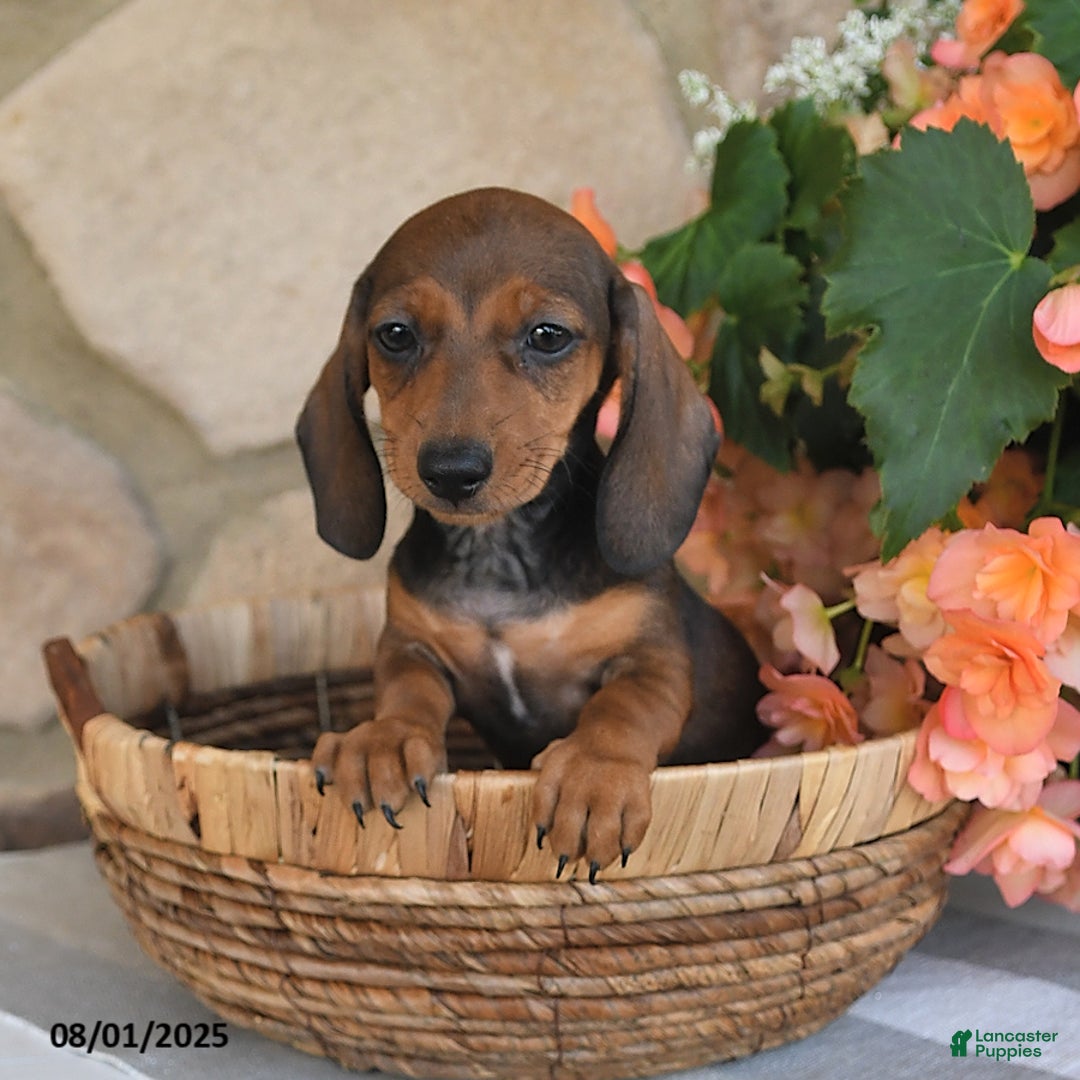 Miniature Dachshund dogs for sale: Stacy - Image 3