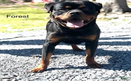 Rottweiler dogs for sale: Green Collar Female - Image 3