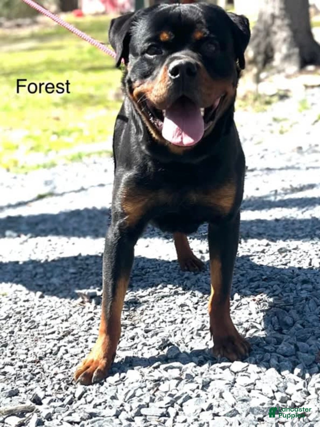 Rottweiler dogs for sale: Green Collar Female - Image 3