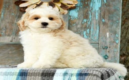Cavapoo dogs for sale: Brady - Image 1