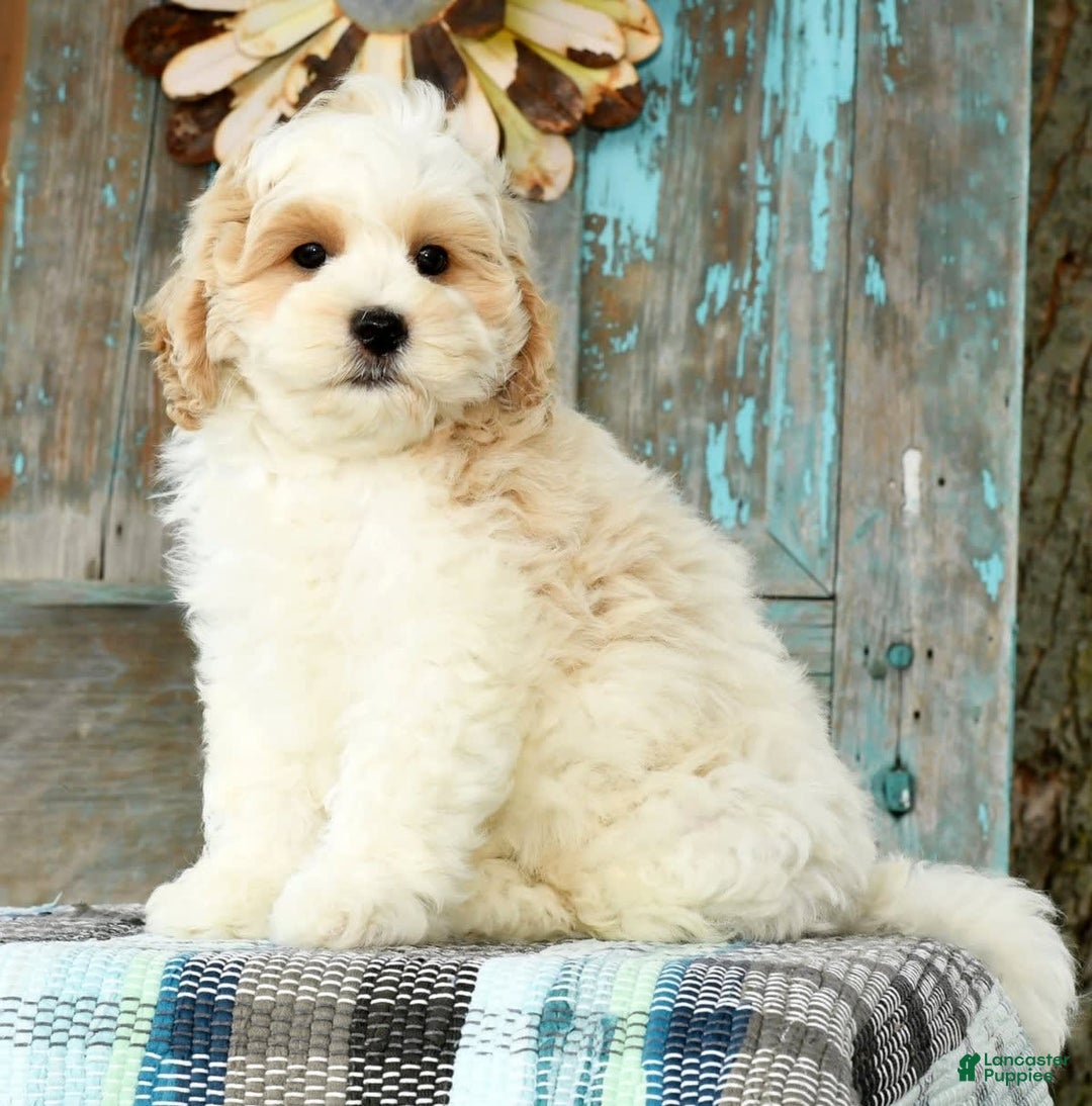 Cavapoo dogs for sale: Brady - Image 1