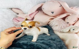 Chihuahua dogs for sale: Cynthia Teacup/pocketbook - Image 4