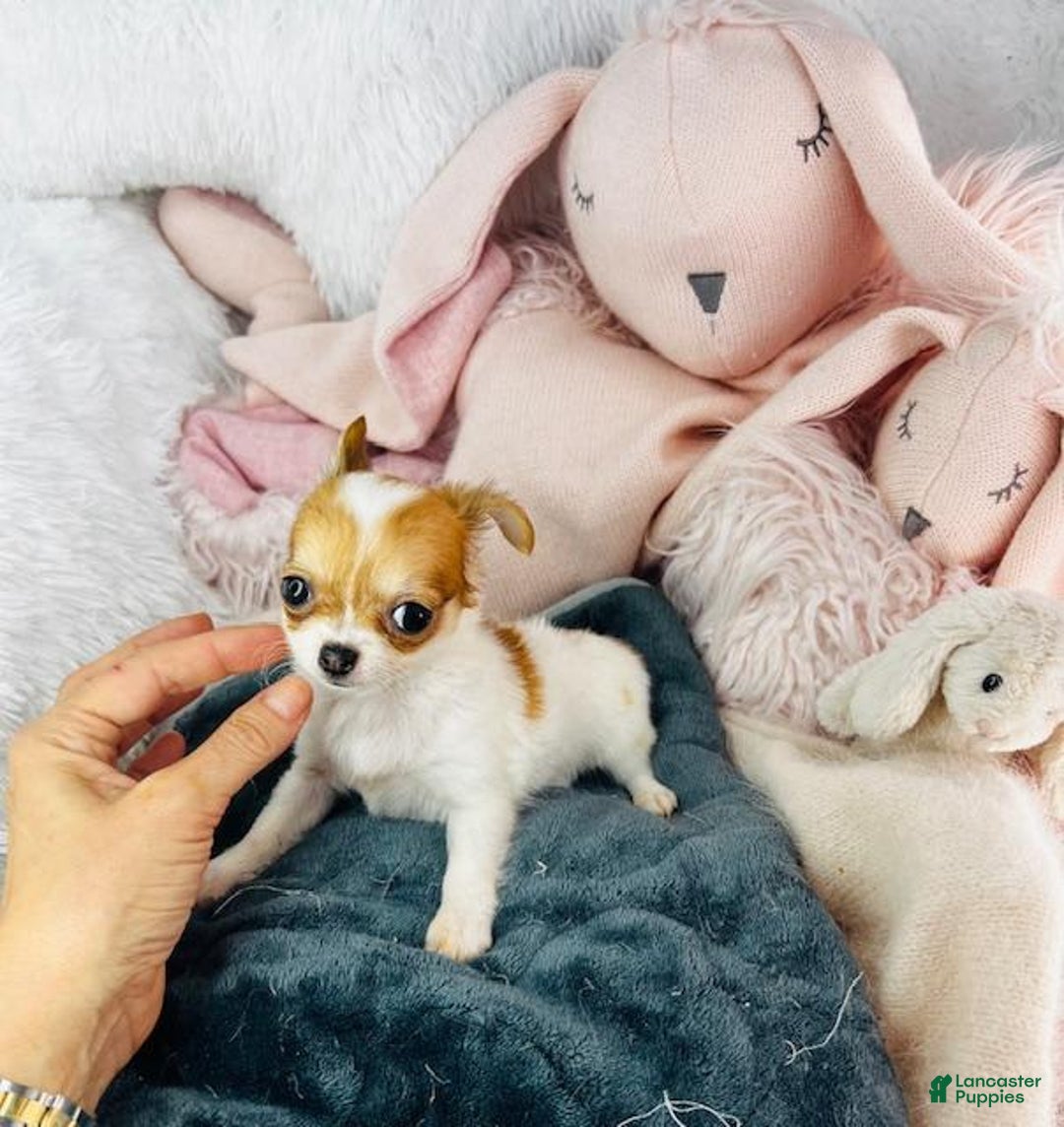 Chihuahua dogs for sale: Cynthia Teacup/pocketbook - Image 4