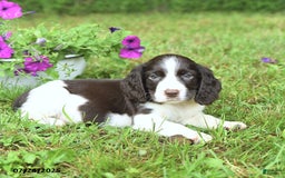 English Springer Spaniel dogs for sale: Pickles - Image 4