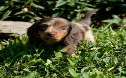 Miniature Dachshund dogs for sale: Mandi - Image 3