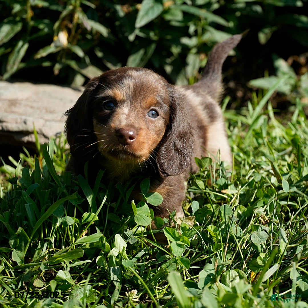 Miniature Dachshund dogs for sale: Mandi - Image 3