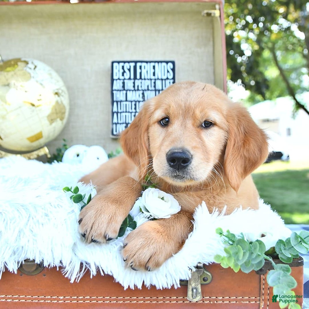 Golden Retriever dogs for sale: Anne - Image 11