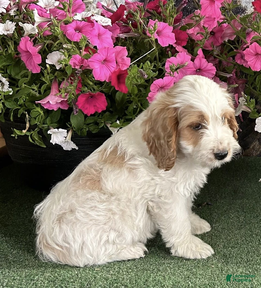 Cockapoo dogs for sale: Popsicle - Image 2