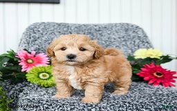 Maltipoo dogs for sale: Blossom - Image 1