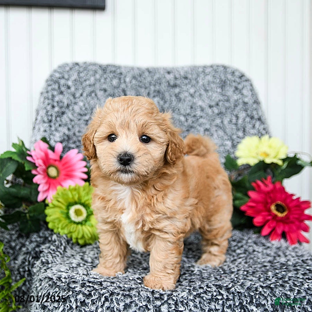 Maltipoo dogs for sale: Blossom - Image 1