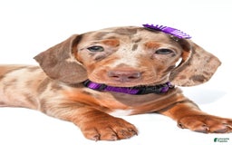 Miniature Dachshund dogs for sale: Grace - Image 6