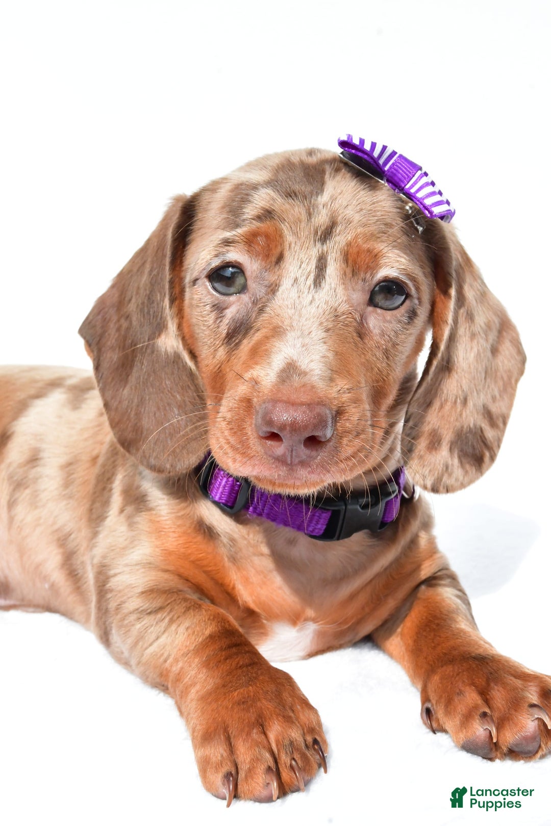 Miniature Dachshund dogs for sale: Grace - Image 6