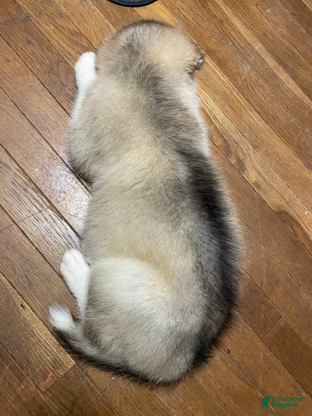 Alaskan Malamute dogs for sale: Tacoma - Image 4