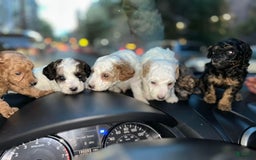 Miniature Poodle dogs for sale: Teddy Riley - Image 4
