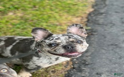 French Bulldog dogs for sale: Peewee - Image 2