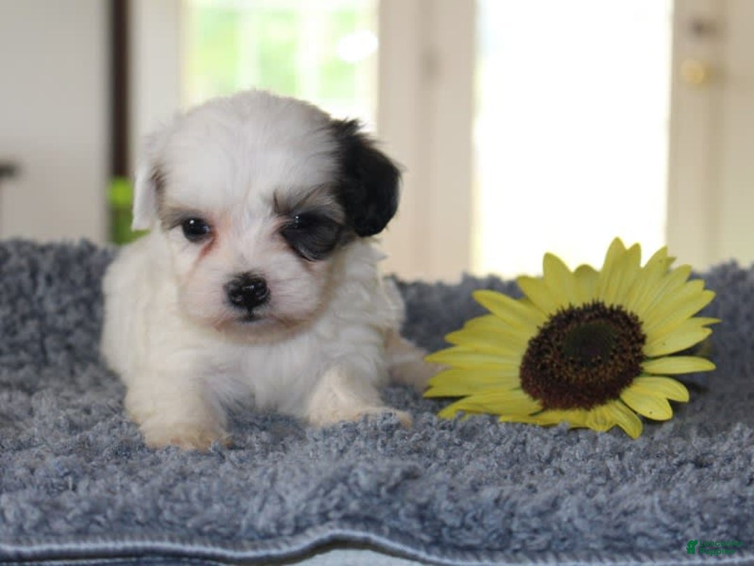 Teddy Bear dogs for sale: Parker - Image 4