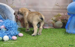 Catahoula Leopard Dog dogs for sale: Goldie 2025 M2 - Image 6