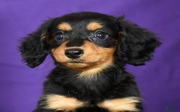 Miniature Dachshund dogs for sale: Delilah - Image 5