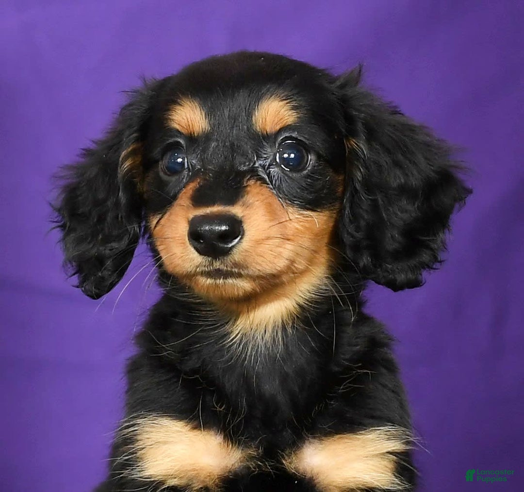 Miniature Dachshund dogs for sale: Delilah - Image 5