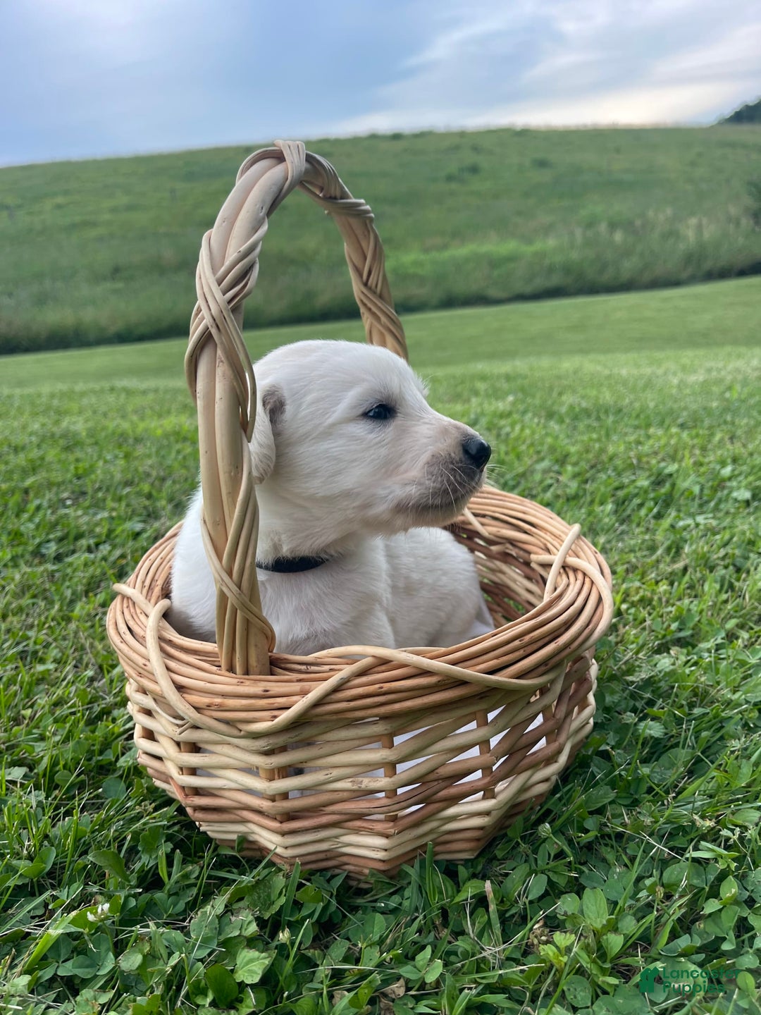 Labradoodle dogs for sale: Jack - Image 1