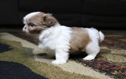 Shih Tzu dogs for sale: Peanut - Image 1