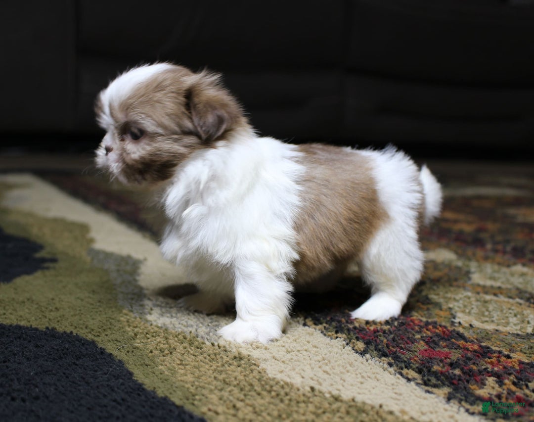 Shih Tzu dogs for sale: Peanut - Image 1