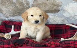 Golden Retriever dogs for sale: Sydney - Image 1