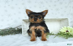 Yorkshire Terrier dogs for sale: Sophie - Image 1