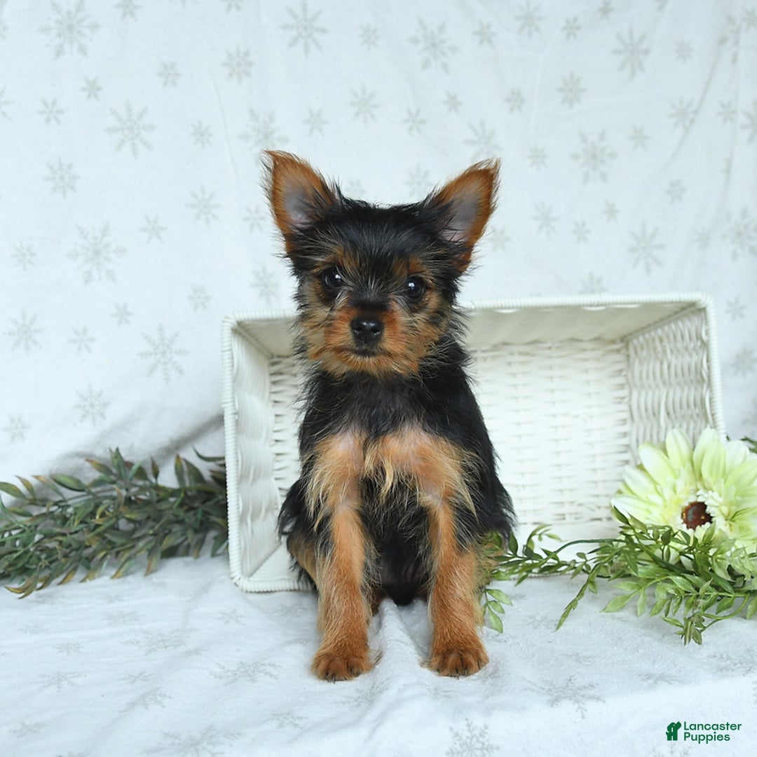 Yorkshire Terrier dogs for sale: Sophie - Image 1