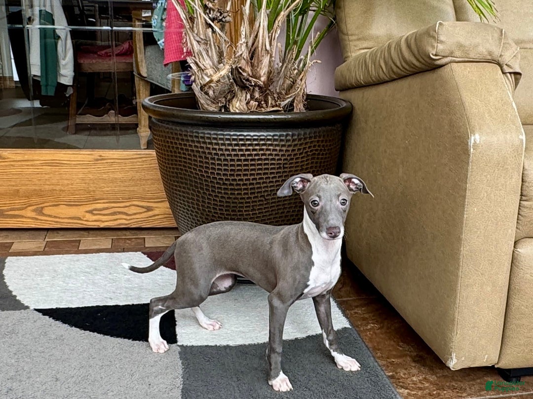 Italian Greyhound dogs for sale: Lila - Image 11