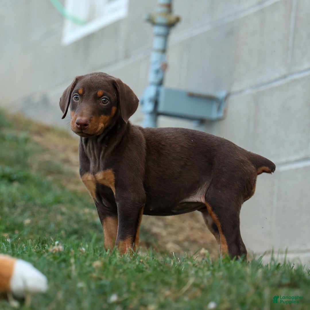 Doberman Pinscher dogs for sale: Daisy - Image 7