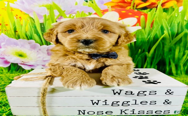 Mini Goldendoodle dogs for sale - Ad 4