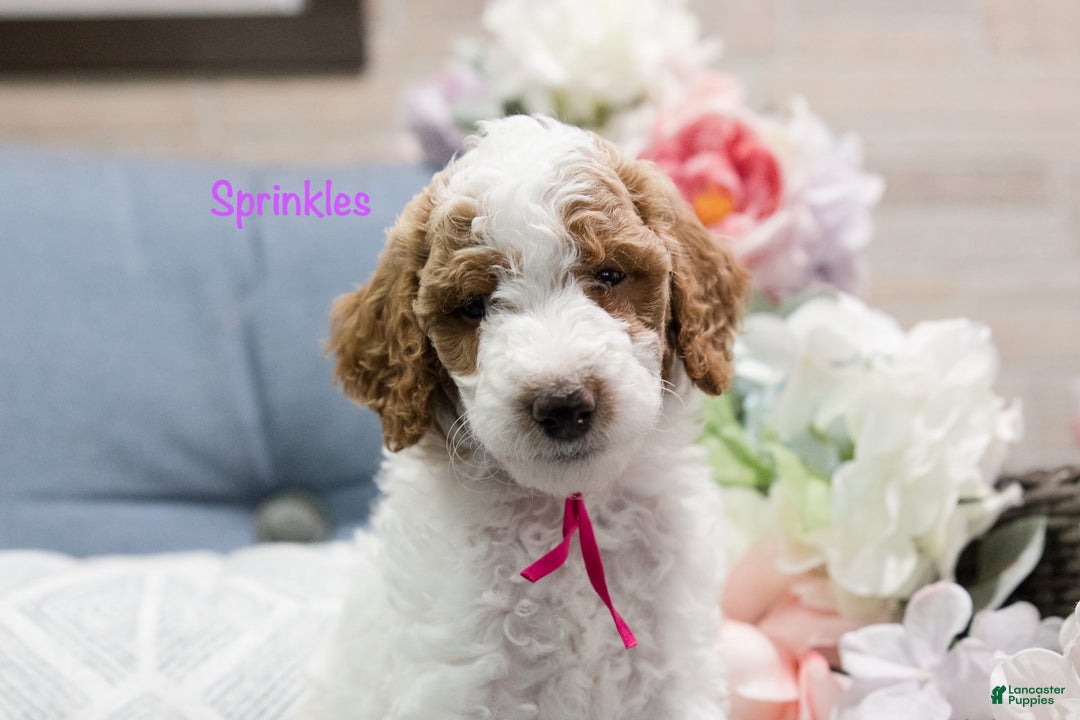 Standard Poodle dogs for sale: Sprinkles - Image 3