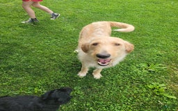 Labradoodle dogs for sale: Green Collar Girl Lil Pokey - Image 8