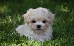 Maltipoo dogs for sale: Sandy - Image 5