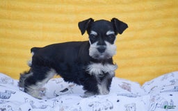 Miniature Schnauzer dogs for sale: Valerie - Image 1