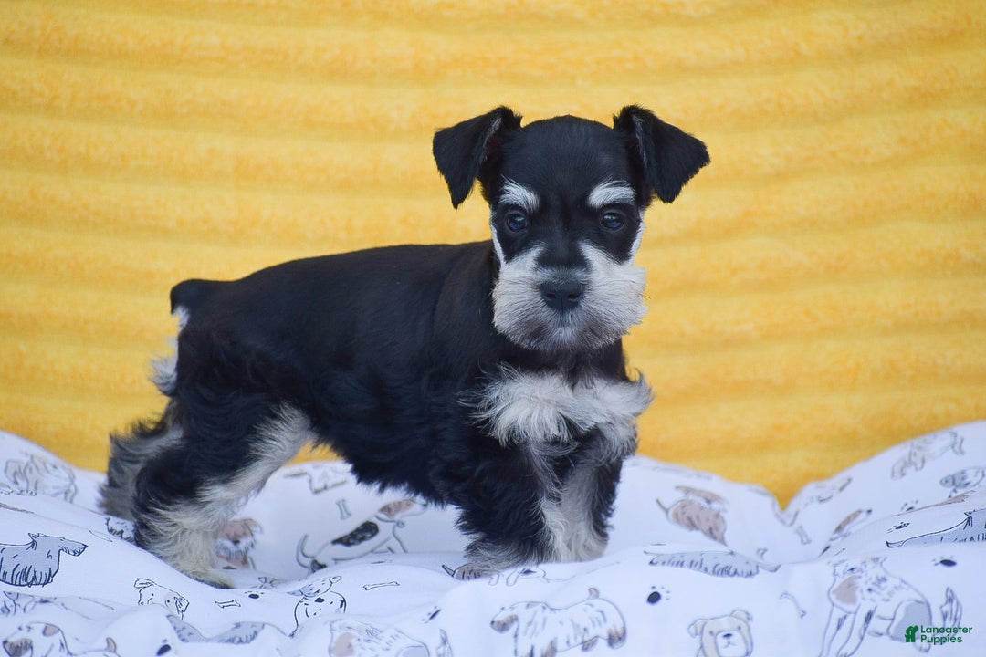 Miniature Schnauzer dogs for sale: Valerie - Image 1