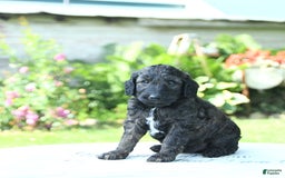Mini Goldendoodle dogs for sale: Atlas - Image 3