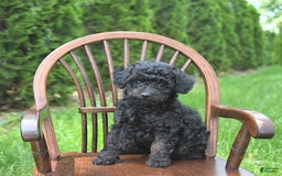 Miniature Poodle dogs for sale: Tia Extra Small - Image 3