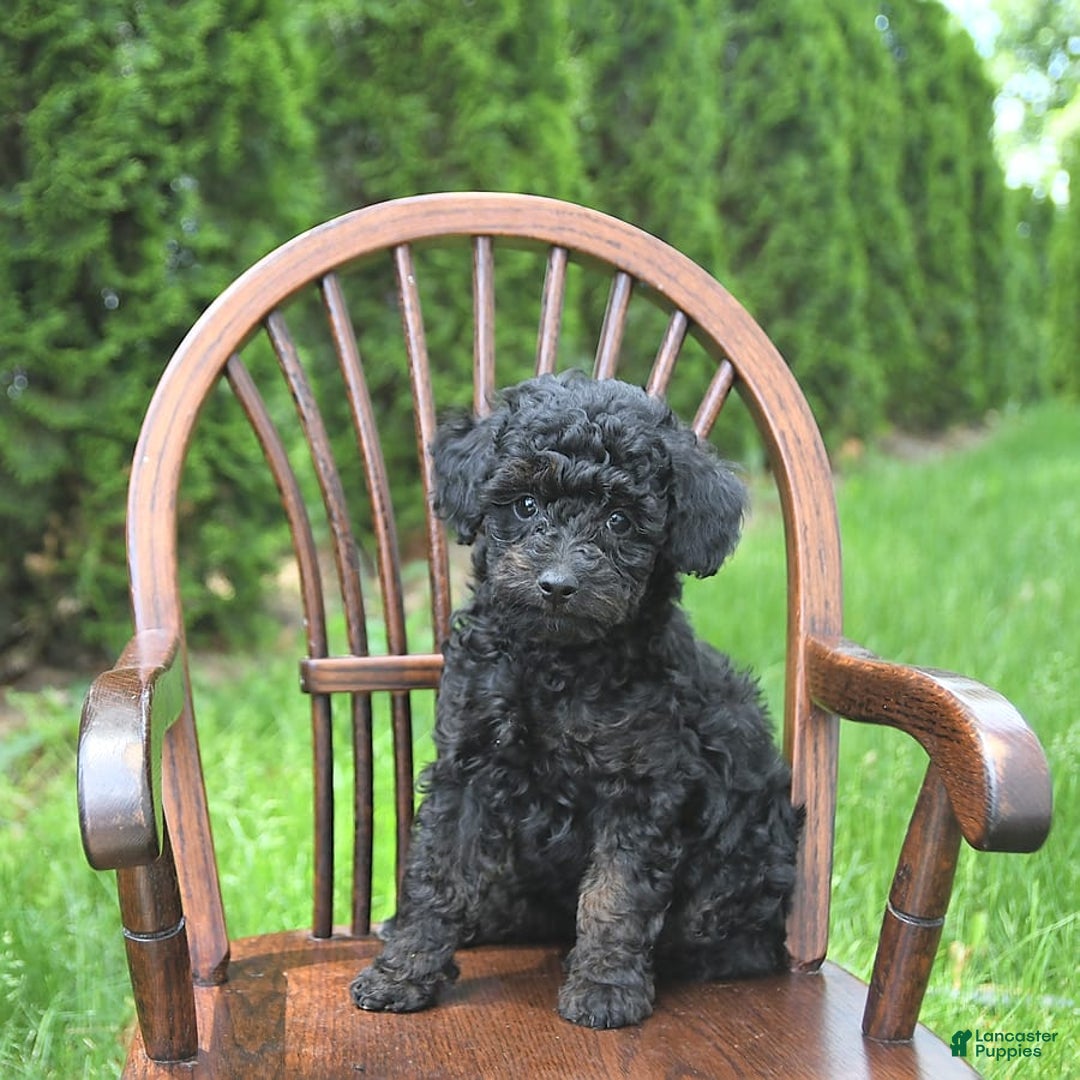 Miniature Poodle dogs for sale: Tia Extra Small - Image 3