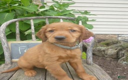 Golden Retriever dogs for sale: Franny - Image 1