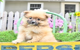Pomeranian dogs for sale: Abe - Image 2