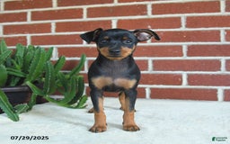 Miniature Pinscher dogs for sale: Jade - Image 3