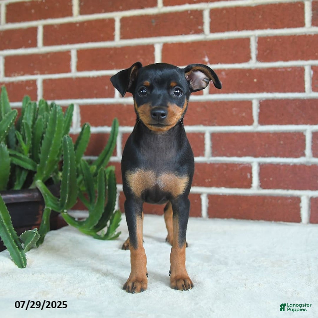 Miniature Pinscher dogs for sale: Jade - Image 3