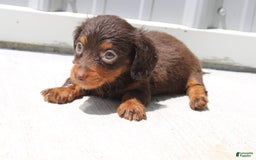 Dachshund dogs for sale: Angel Mini - Image 9