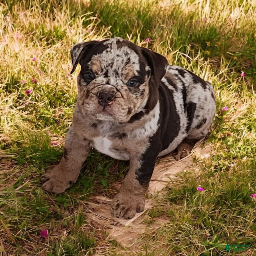English Bulldog dogs for sale: Stoney - Image 12