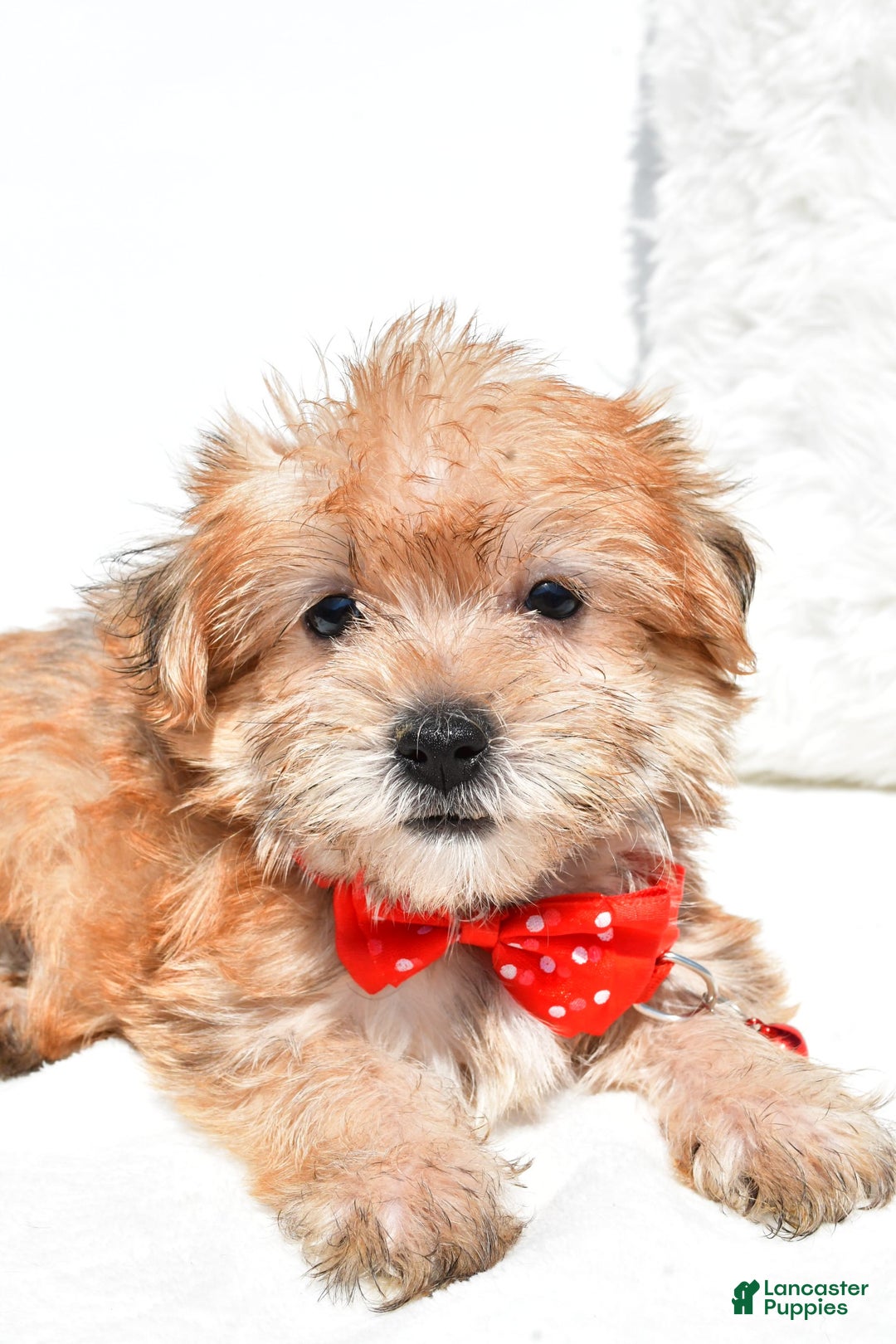 Morkie dogs for sale: Ritz Teacup - Image 8