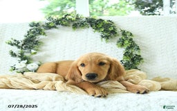 Golden Retriever dogs for sale: Abby - Image 11