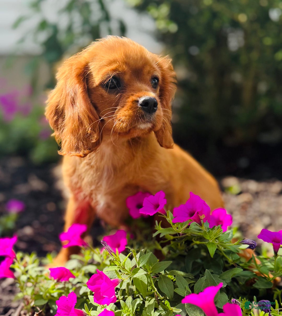 Cavalier King Charles Spaniel dogs for sale: Sunlight - Image 6