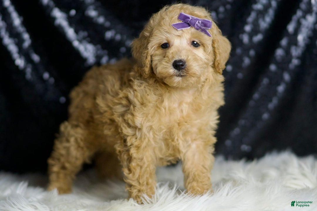 Miniature Poodle dogs for sale: Paris - Image 5
